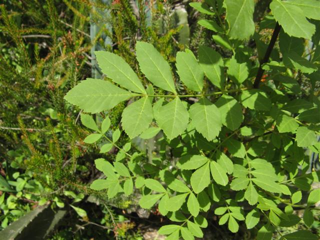 fraxinus