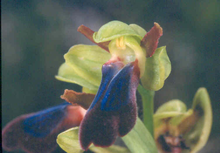 An typical O. iricolor snapped on the Greek island of Andros on April 4, 1999.
<br />The two ridges are very well seen.