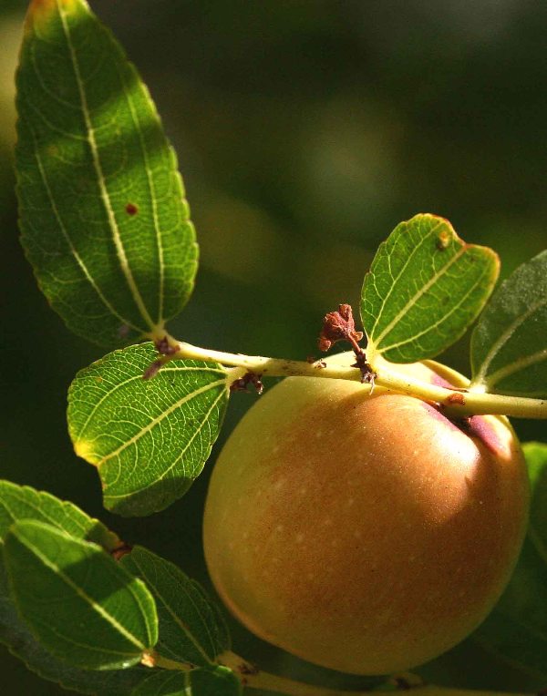 rotten apple.jpg