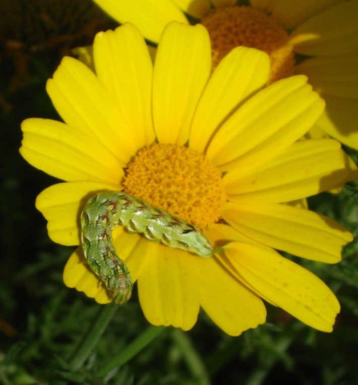 caterpillar 2
