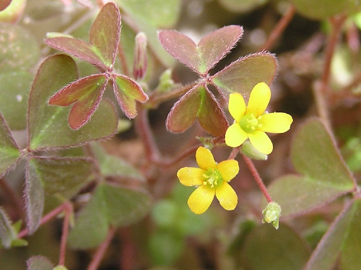Oxalis corniculata (creeping woodsorrel) Balzan.JPG