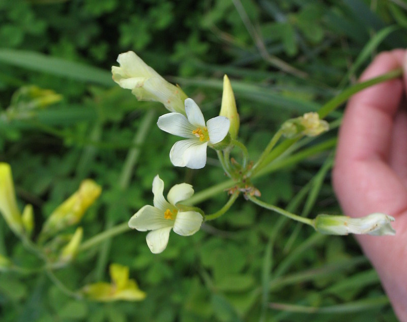 Small flowered version of Oxalis pes caprae