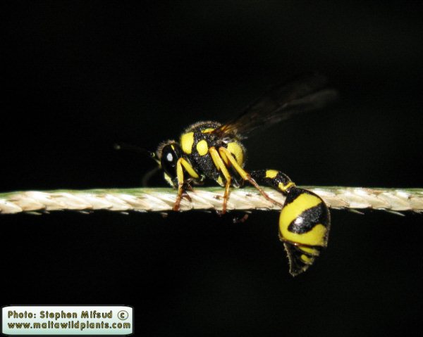Wasp1.JPG