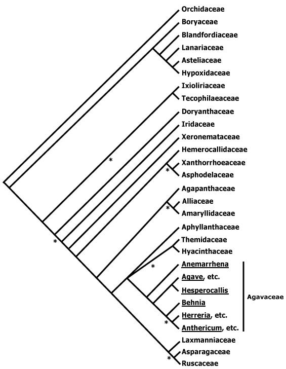 asparagales for.JPG