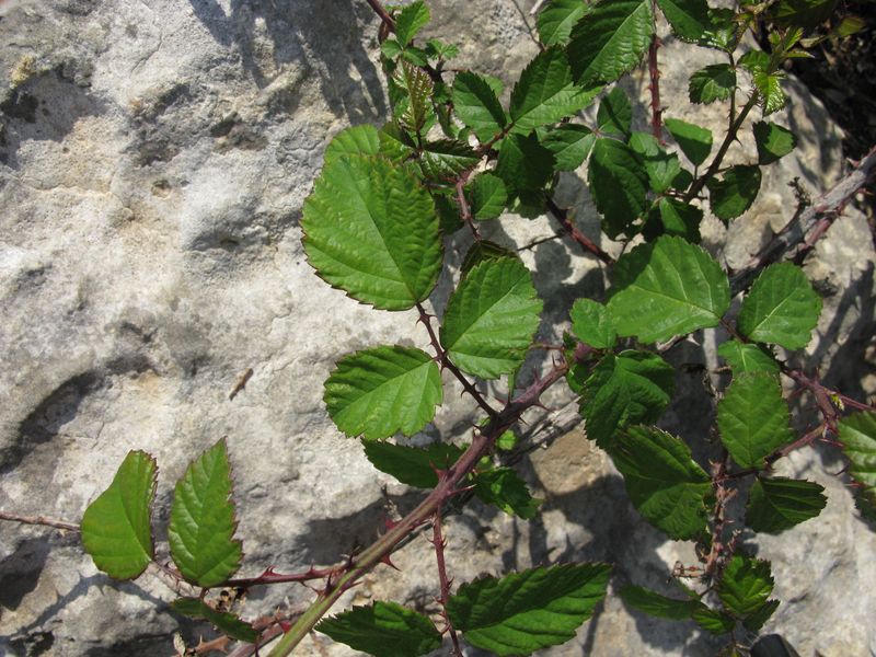 Rubus.jpg