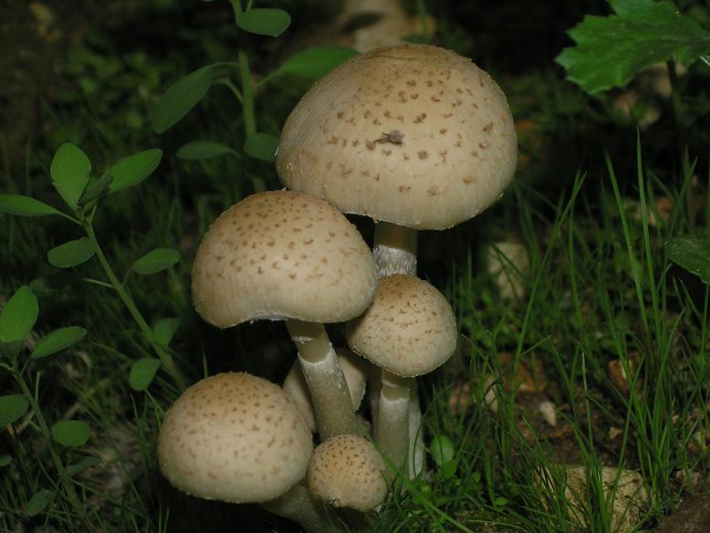 P1010138.JPG