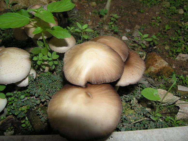 P1010134.JPG