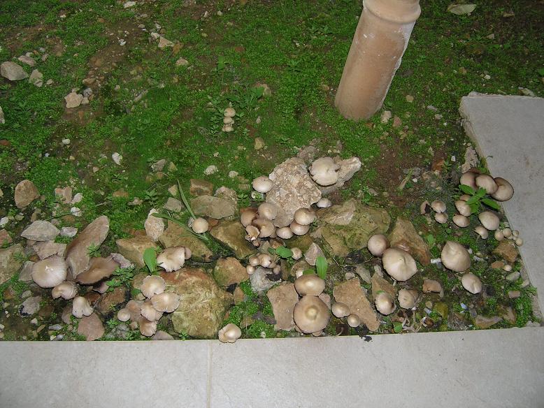 P1010133.JPG