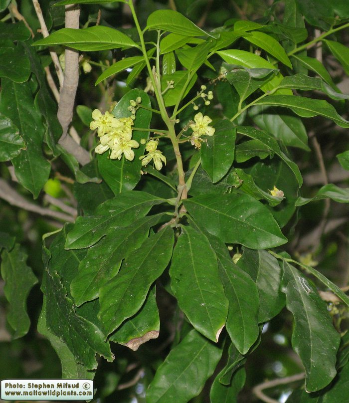 Ornamental2a_ID.jpg