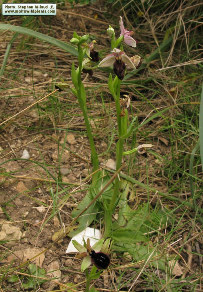 Ophrys_melitensis_2830.JPG