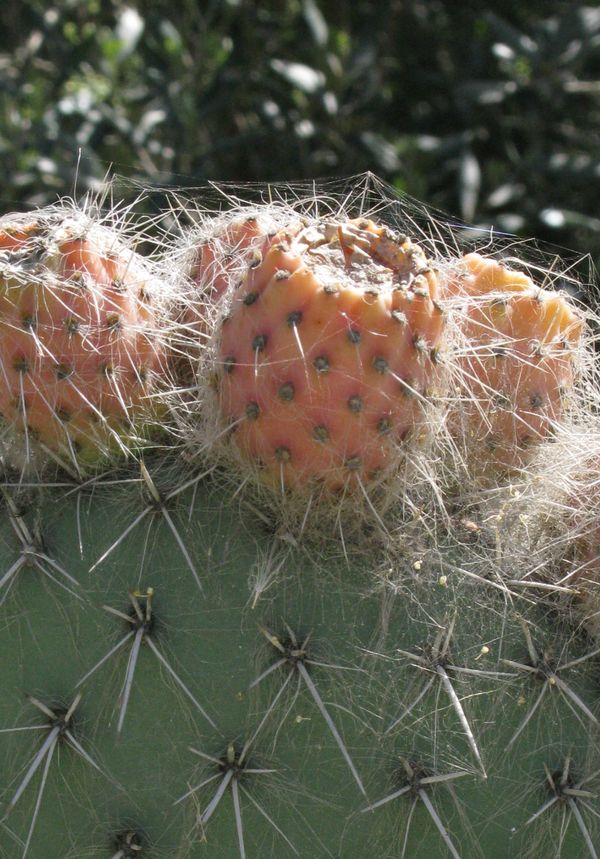Fruit