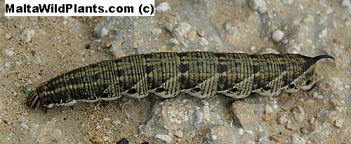 HAwk Moth,
<br />Gozo
<br />first week of November, 2008