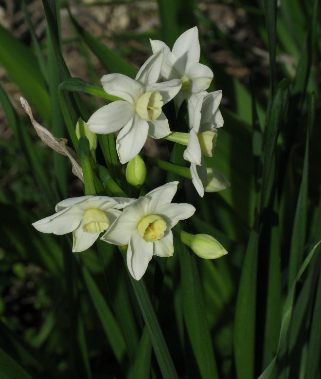 Have many things in common with Narcissus tazetta