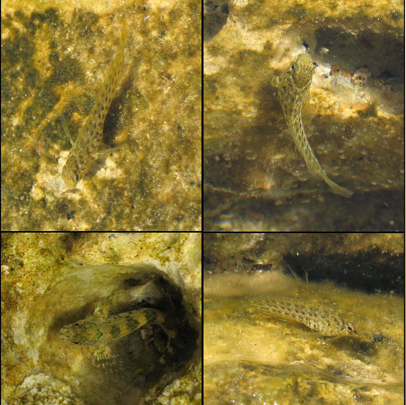 A common small fish close to shore