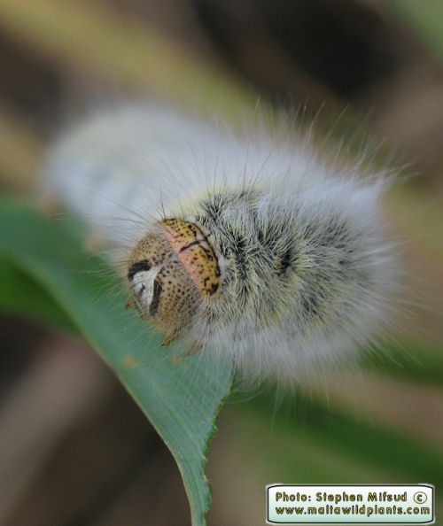 Caterpiller-SpecimenB2.JPG