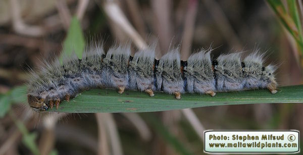 Caterpiller-SpecimenB1.JPG