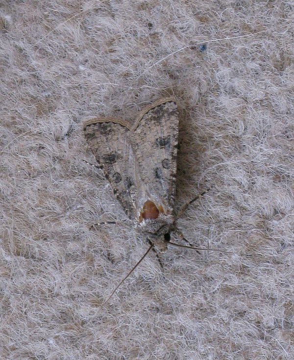 Moth_Specimen29.jpg