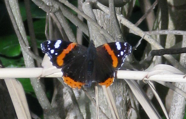 Specimen C
