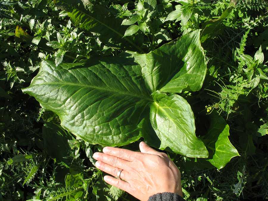 Monster Sized Leaf