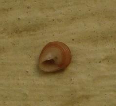 ventral aspect