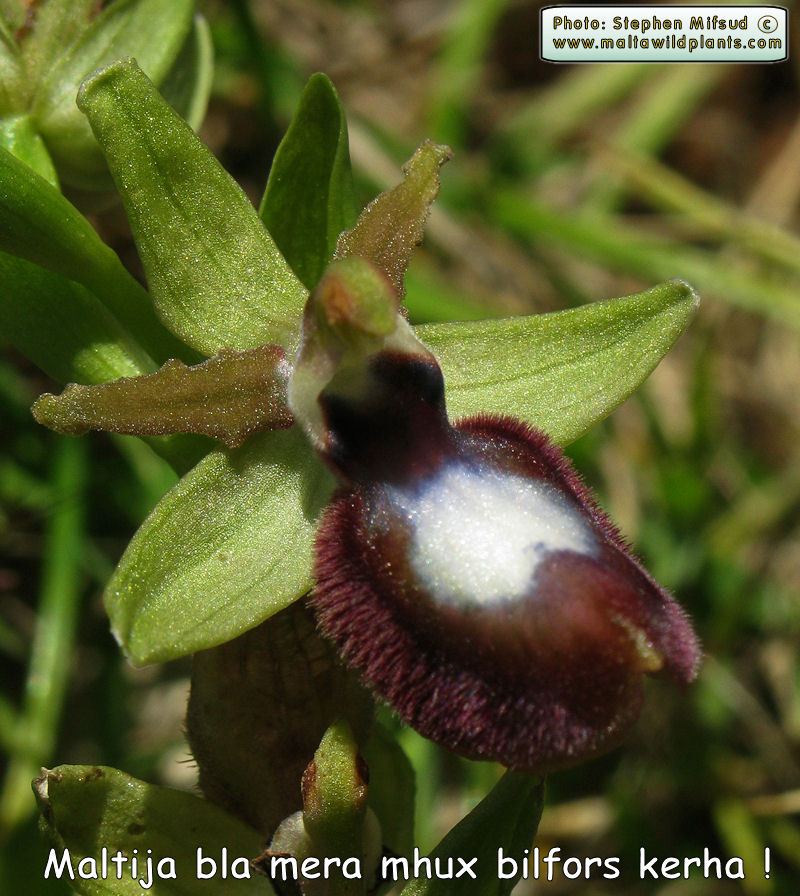 Ophrys melitensis with abnormal white speculum