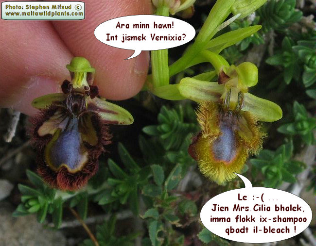 Ophrys ciliata f. flavum