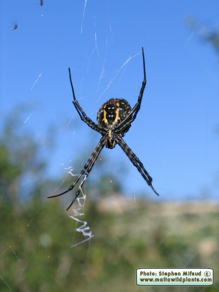 Argiope trifasciata at Mistra - under-side view facing sunlight