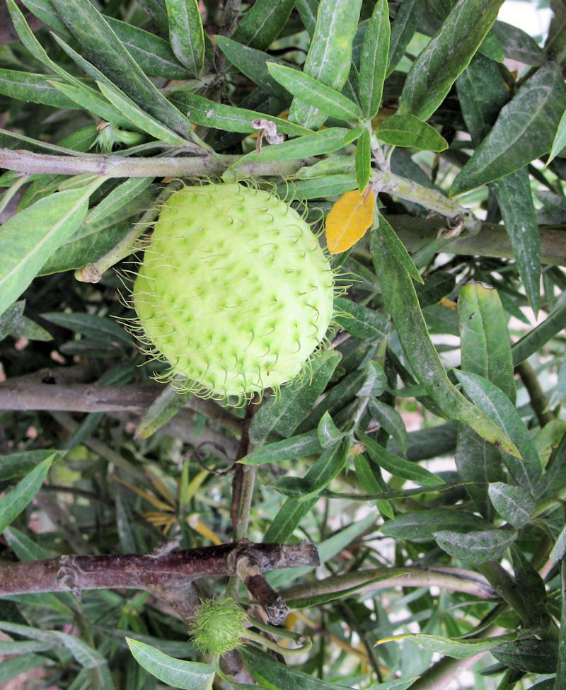 Fruit