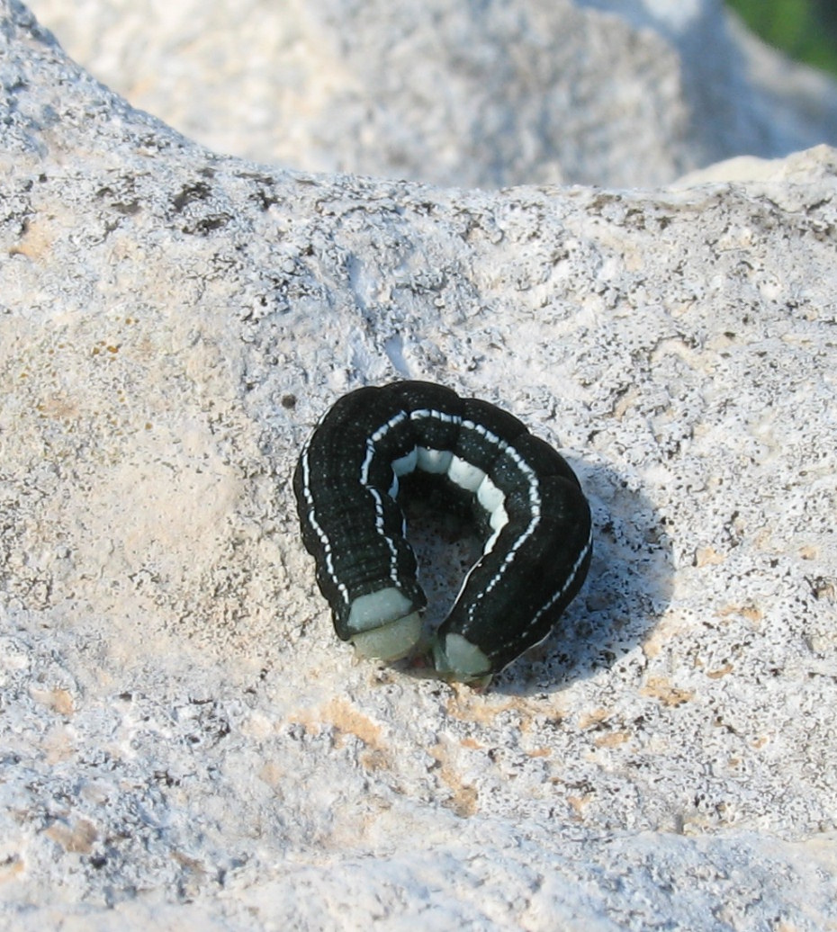 Cyan and black caterpillar