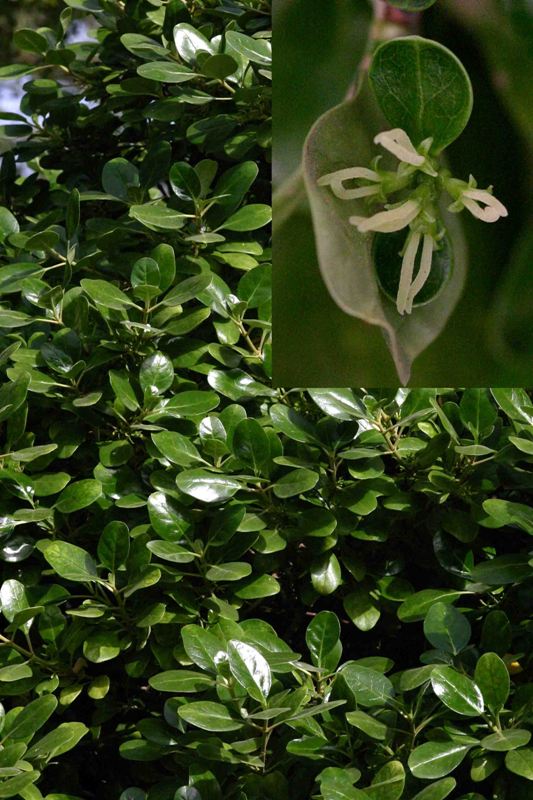 Coprosma lucida forum.jpg