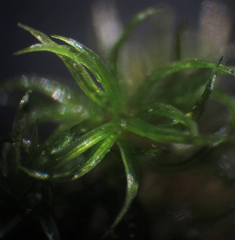 Leaves 1.8-3mm long. (mostly 2.5mm)