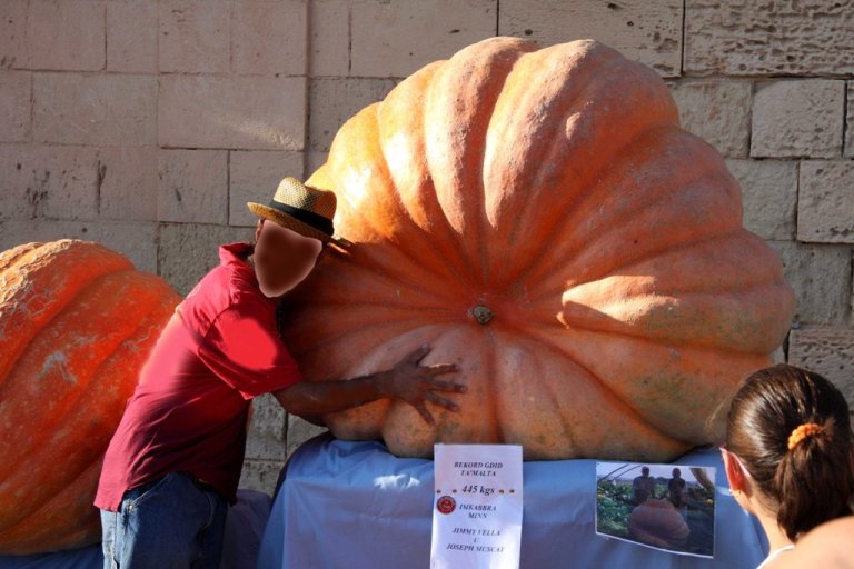 Cucurbita maxima Lejla Mgarrija 2009.jpg