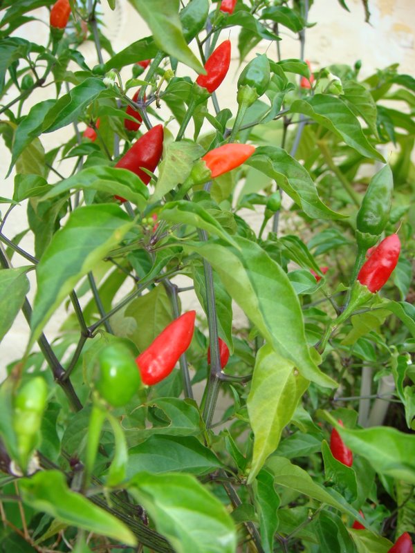 plant_B01.jpg