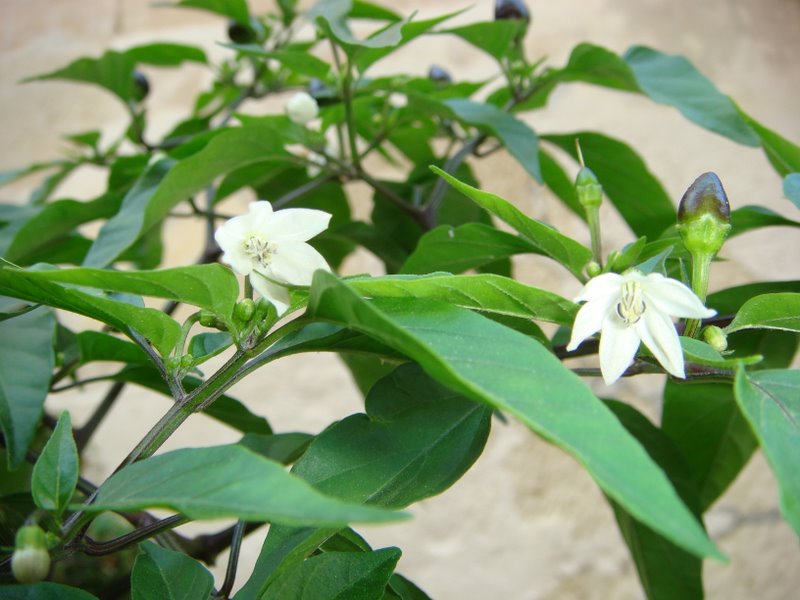 plant_A02.jpg