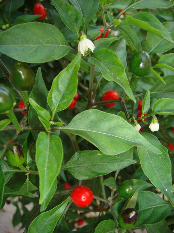 plant_A01.jpg