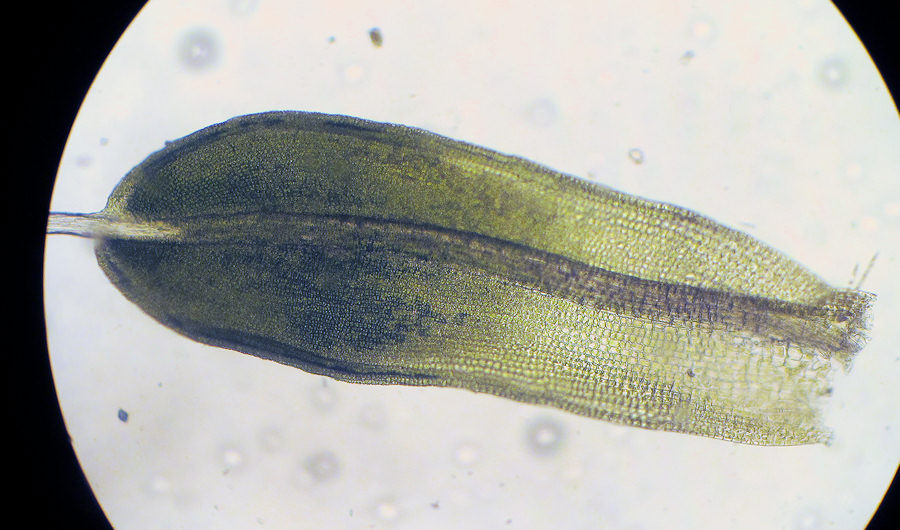 Moss4_s.jpg
