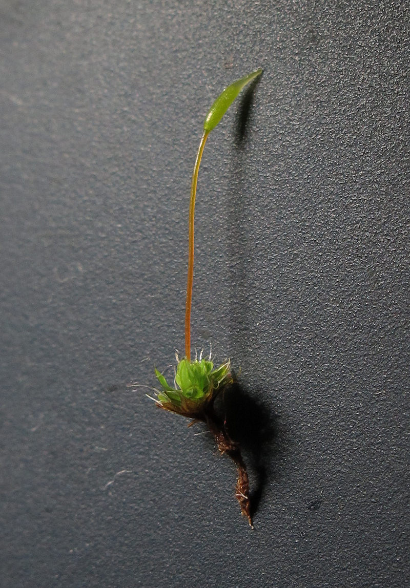 Moss1.jpg