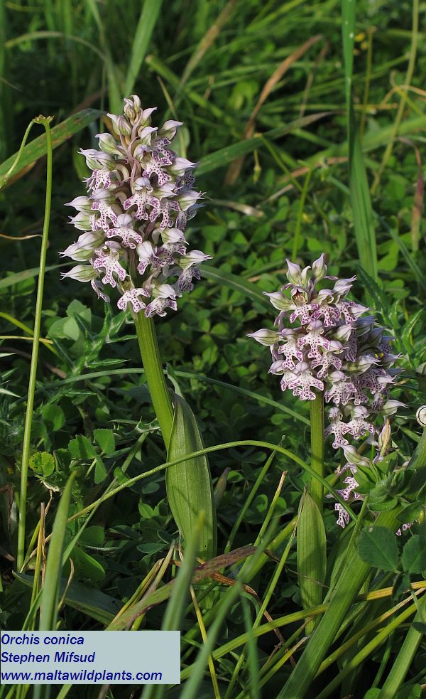 Orchis_conica.jpg
