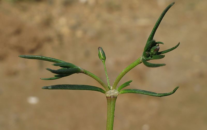 Spergularia sp.