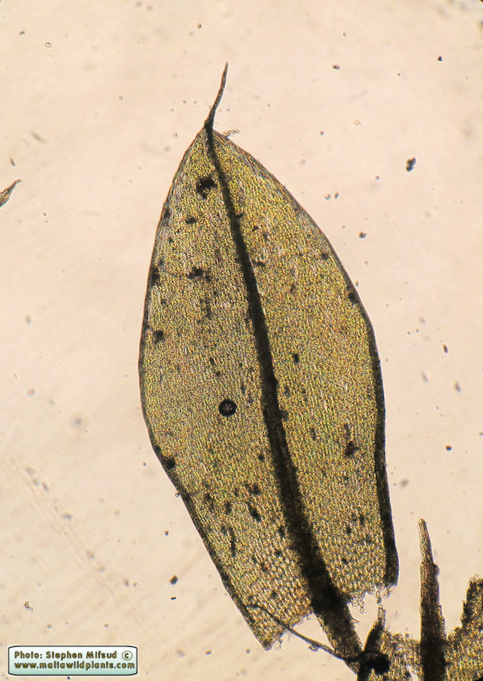 Another photo of an entire leaf. Sorry for the dirty photos!