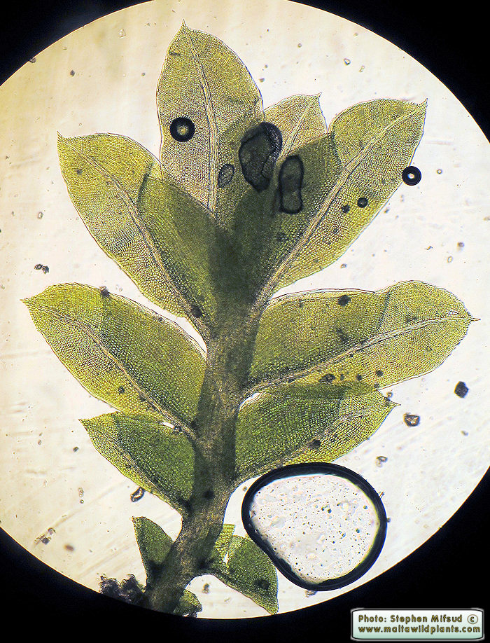 The whole plant, 3-5 pairs of leaves, not more than 5mm long, very tall seta holding an incurved, smal lcapsule.