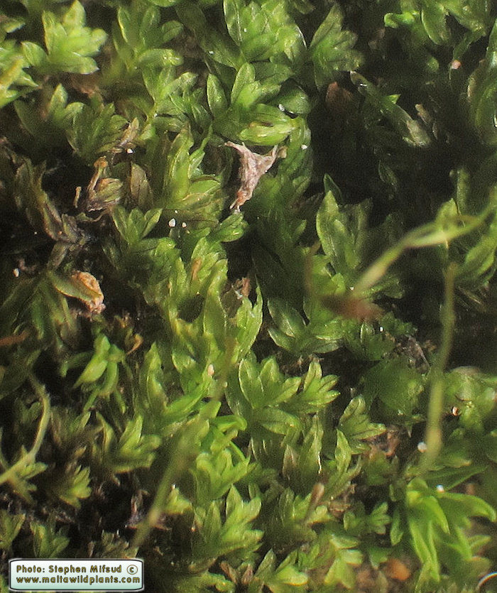 The plants compact to each other, very small individuals.