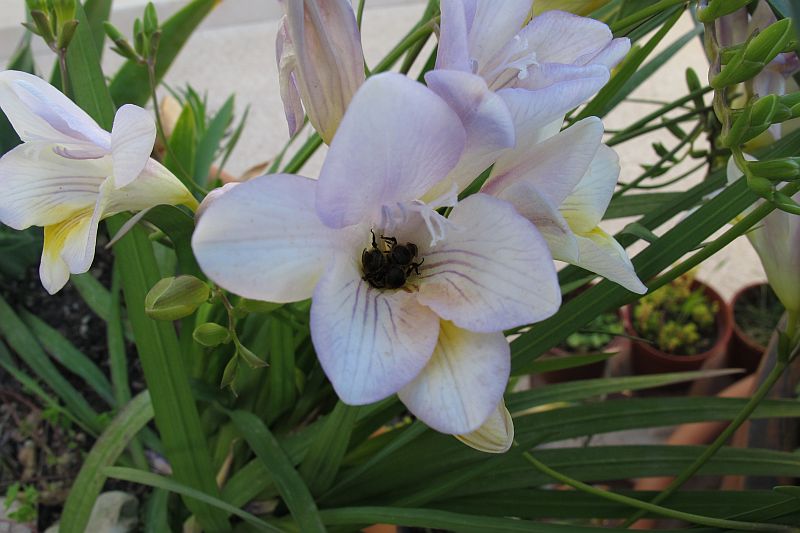 Dead bees in freesia