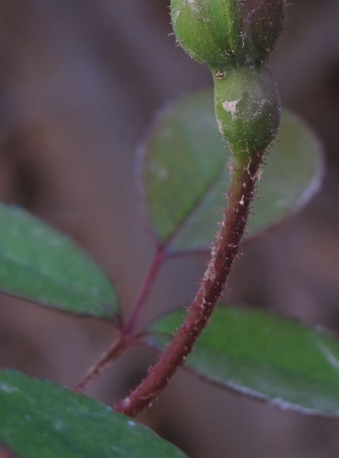 Rosa_sp4.jpg