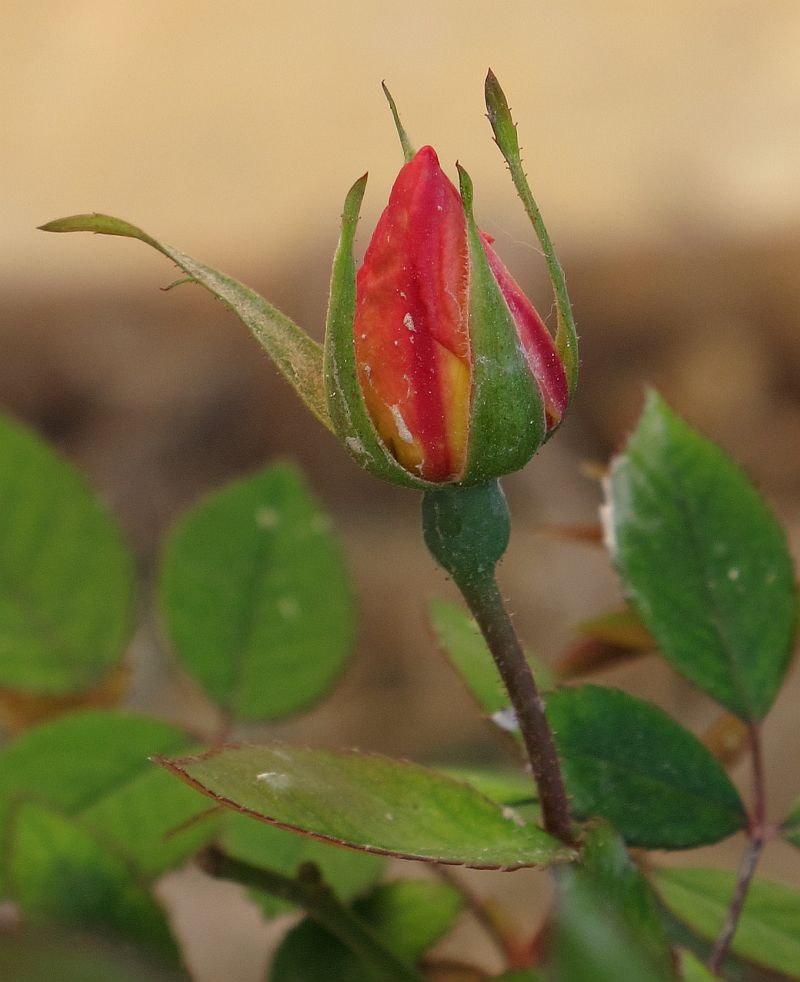 Rosa_sp3.jpg