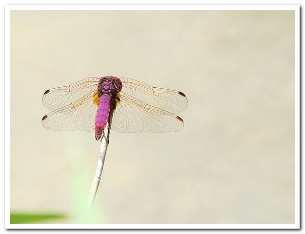 2011-06-14 SalinaFrans_021.jpg