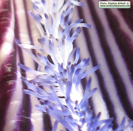 BlueBristles.jpg