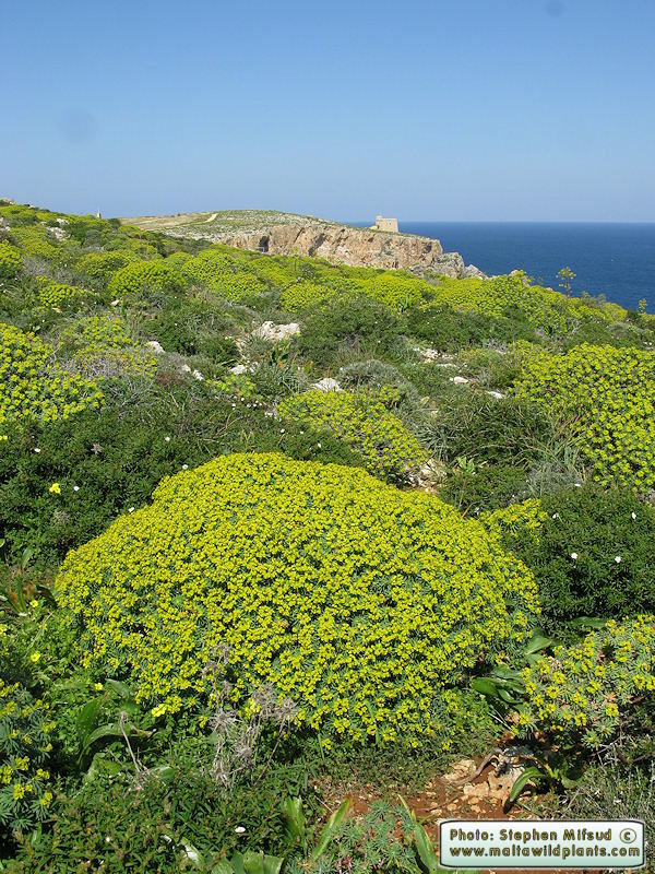 Euphorbia_dendroides_[IMG_9239].jpg