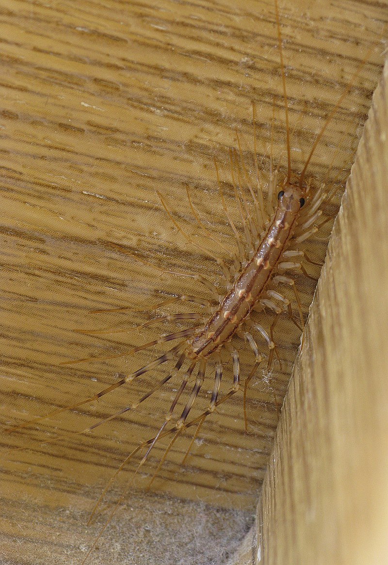 Centipede_s.jpg