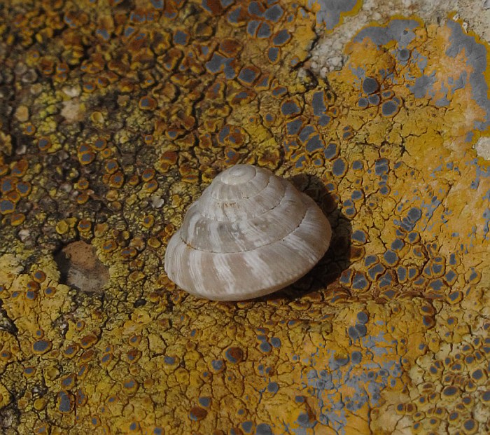 Qortin tal-Magun, Qala